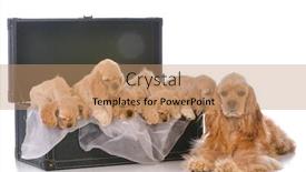 Presentation with mom - Audience pleasing PPT theme consisting of litter of mom with five cocker spaniel pups in a trunk on white background backdrop and a coral colored foreground