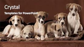  Presentation with greyhound - Slide deck with litter of puppies greyhound whippet background and a tawny brown colored foreground