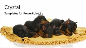  Presentation with toy - Slides having litter of toy manchester terrier background and a white colored foreground