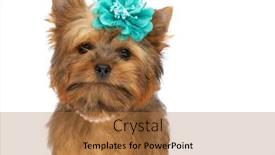  Presentation with blue flower - Presentation theme with little-adorable-yorkshire-terrier-dog background and a coral colored foreground