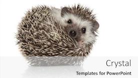  Presentation with african - Slide deck featuring little-african-hedgehog-with-spiky background and a white colored foreground