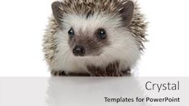  Presentation with uromastyx a genus of african - Cool new PPT theme with little-african-hedgehog-with-spiky backdrop and a light gray colored foreground