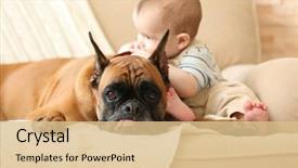  Presentation with boxer dog - Presentation theme having little baby boy with boxer background and a lemonade colored foreground