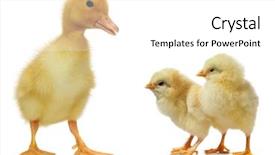  Presentation with cute baby - Colorful slide set enhanced with little baby chicken and duckling backdrop and a  colored foreground