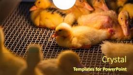  Presentation with duck - Presentation theme having little-baby-duck-under-warm background and a tawny brown colored foreground