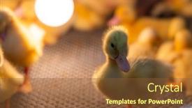  Presentation with duck - PPT layouts enhanced with little-baby-duck-under-warm background and a  colored foreground