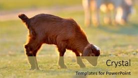  Presentation with spring - Presentation theme featuring little baby goat on field background and a yellow colored foreground