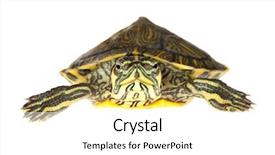  Presentation with turtle - Colorful PPT layouts enhanced with little baby turtle isolated backdrop and a white colored foreground