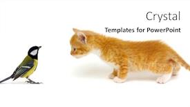  Presentation with kitten - Amazing presentation theme having little-beautiful-funny-kitten backdrop and a white colored foreground