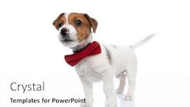  Presentation with russell - Audience pleasing slide set consisting of little-beautiful-jack-russell-terrier backdrop and a white colored foreground