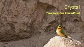  Presentation with insect - Beautiful presentation theme featuring little-bee-eater-melittophagus-pusillus backdrop and a tawny brown colored foreground