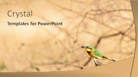  Presentation with insect - Beautiful PPT layouts featuring little-bee-eater-melittophagus-pusillus backdrop and a blonde colored foreground