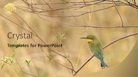  Presentation with bee - Slide deck enhanced with little-bee-eater-merops-pusillus background and a coral colored foreground
