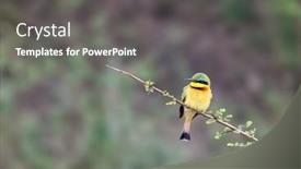  Presentation with bee - Slides featuring little-bee-eater-merops-pusillus background and a gray colored foreground