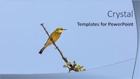  Presentation with blue sky - PPT theme with little-bee-eater-merops-pusillus background and a light blue colored foreground