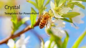  Presentation with tree spring flowers apple flowers - PPT theme featuring little bee on blooming fruit background and a yellow colored foreground