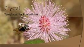  Presentation with bee - Presentation theme with little-bee-on-mimosa-blossom background and a coral colored foreground