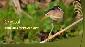  Presentation with watching tv - Amazing PPT theme having little-bittern-watching-ixobrychus-minutus backdrop and a tawny brown colored foreground