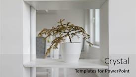  Presentation with bonsai - Slide deck with little bonsai indoor plant background and a light gray colored foreground