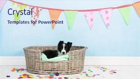  Presentation with birthday invitation - Amazing PPT layouts having little border collie at birthday backdrop and a sky blue colored foreground