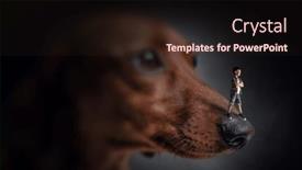  Presentation with nose - PPT layouts consisting of little-boy-on-dog-nose background and a  colored foreground