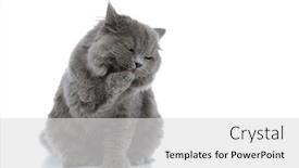  Presentation with paw - Colorful presentation theme enhanced with little british longhair cat with gray fur sitting and licking her paw against white studio background backdrop and a light gray colored foreground