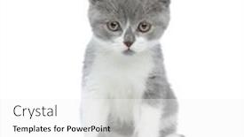  Presentation with british - Presentation theme consisting of little-british-shorthair-cat-looking background and a white colored foreground