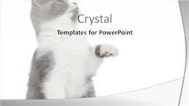  Presentation with paw - Slides having little-british-shorthair-cat-looking background and a white colored foreground