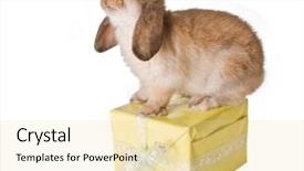  Presentation with bunny - Colorful presentation enhanced with little brown easter bunny sitting on a yellow gift backdrop and a blonde colored foreground