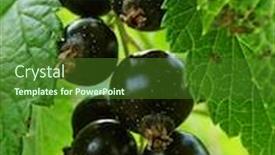  Presentation with blackcurrant - Presentation theme featuring little-bunch-of-blackcurrant background and a forest green colored foreground