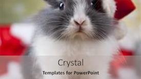  Presentation with rabbit - Colorful PPT layouts enhanced with little bunny funny rabbit on christmas background backdrop and a light gray colored foreground