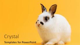  Presentation with domestic animal - Theme featuring rabbit - little bunny sitting on yellow background and a yellow colored foreground