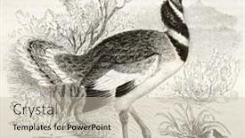  Presentation with old - PPT theme featuring little-bustard-old-illustration-tetrax background and a  colored foreground