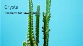  Presentation with cactus - Theme with little-cactus-plant-against-blue background and a arctic colored foreground