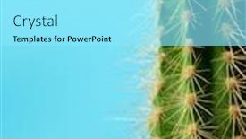  Presentation with cactus - Colorful PPT layouts enhanced with little-cactus-plant-against-blue backdrop and a arctic colored foreground