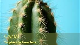  Presentation with cactus - Slides having little-cactus-plant-against-blue background and a tawny brown colored foreground