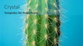  Presentation with cactus - Audience pleasing theme consisting of little-cactus-plant-against-blue backdrop and a teal colored foreground