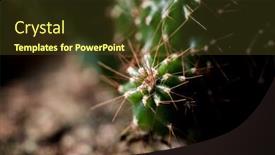  Presentation with cactus - Colorful slide set enhanced with little-cactus-plant backdrop and a tawny brown colored foreground