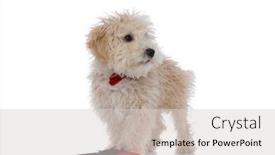  Presentation with stepping - PPT theme consisting of little-caniche-dog-stepping background and a light gray colored foreground