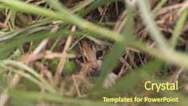  Presentation with hide - Cool new slides with little cat hide in the grass in the outdoor backdrop and a tawny brown colored foreground