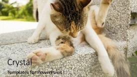  Presentation with wash - Beautiful PPT theme featuring little cat itch and wash backdrop and a mint green colored foreground