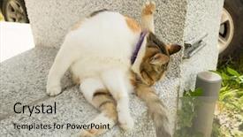  Presentation with wash - PPT theme having little cat itch and wash background and a mint green colored foreground