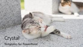  Presentation with wash - Theme consisting of little cat itch and wash background and a light gray colored foreground