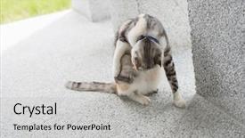  Presentation with wash - Slides enhanced with little cat itch and wash background and a light gray colored foreground