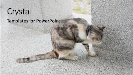  Presentation with wash - Amazing theme having little cat itch and wash backdrop and a light gray colored foreground
