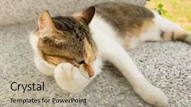  Presentation with wash - Beautiful PPT theme featuring little cat itch and wash backdrop and a coral colored foreground