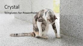 Presentation with wash - Beautiful PPT theme featuring little cat itch and wash backdrop and a light gray colored foreground