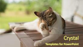  Presentation with wash - Theme consisting of little cat itch and wash background and a tawny brown colored foreground