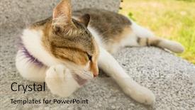  Presentation with wash - PPT theme consisting of little cat itch and wash background and a coral colored foreground