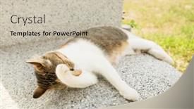  Presentation with wash - PPT theme having little-cat-itch-and-wash background and a soft green colored foreground